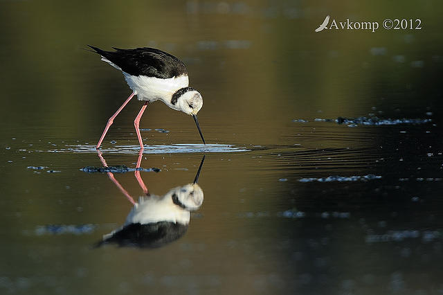 black winged stilt 3419