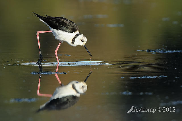 black winged stilt 3420