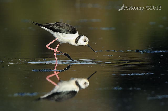 black winged stilt 3421