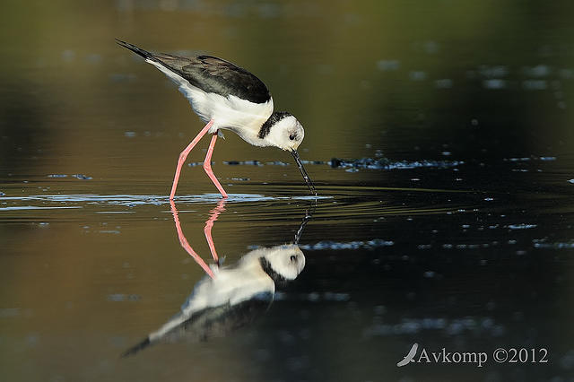 black winged stilt 3423