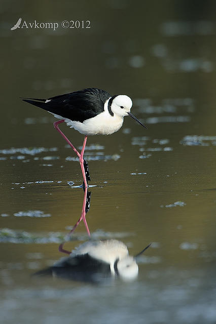 black winged stilt 3446