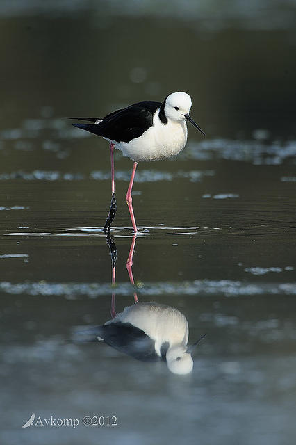 black winged stilt 3448