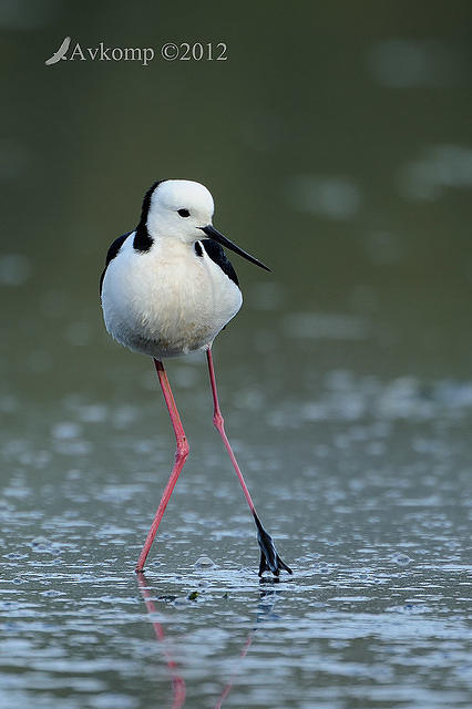 black winged stilt 3452