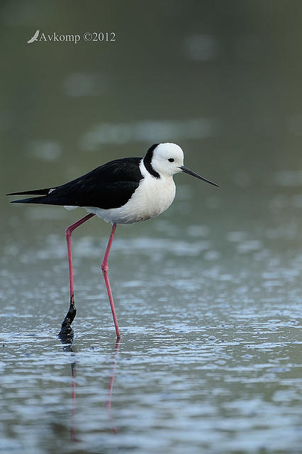 black winged stilt 3455