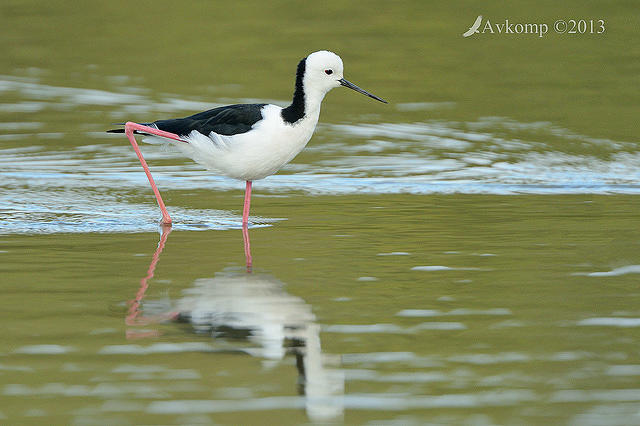 black winged stilt 6119