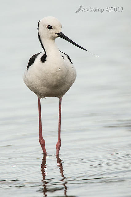 black winged stilt 6138