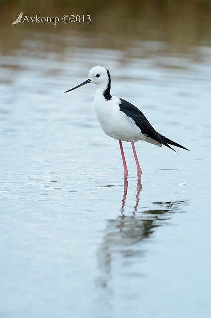 black winged stilt 6140