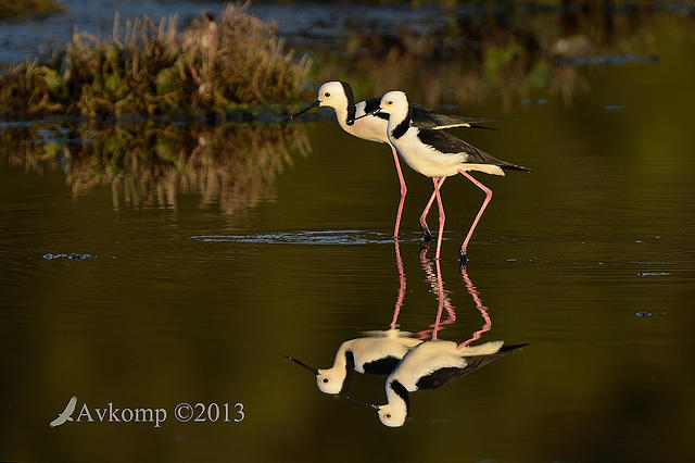 black winged stilt 7757