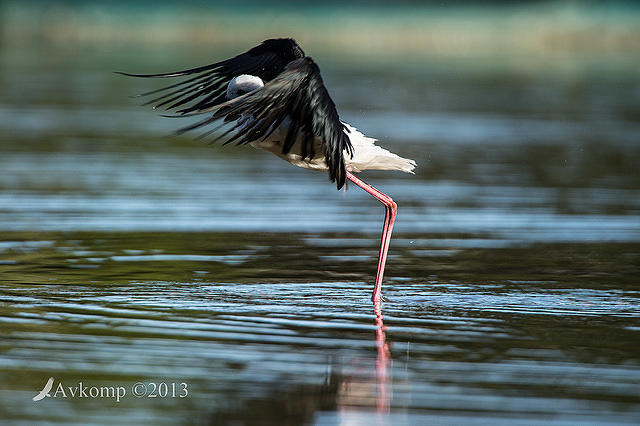 black winged stilt 9396