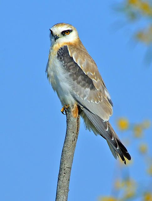 black-shouldered-kite-juv