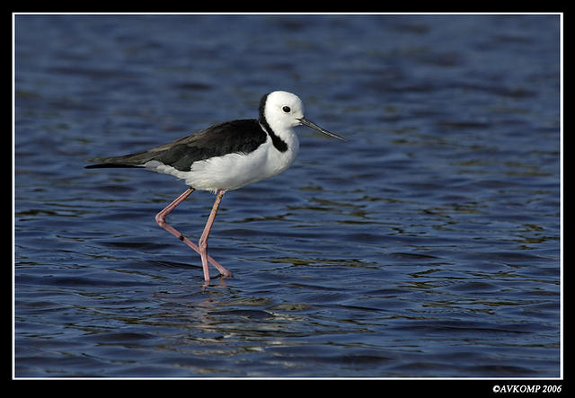 black winged stilt