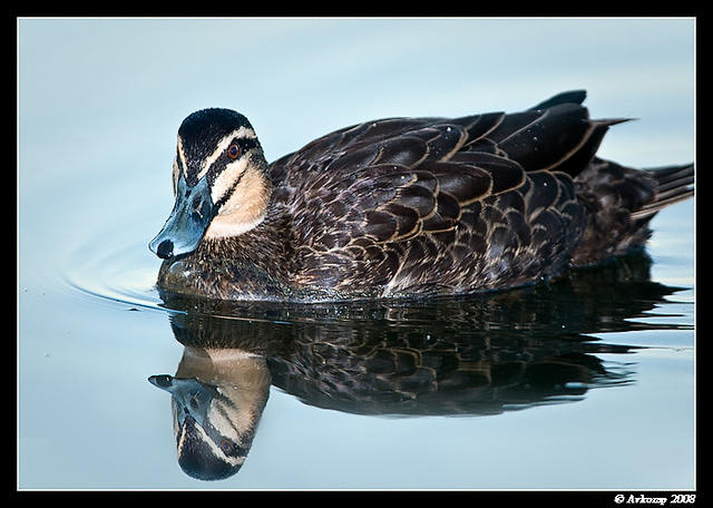 blackduck0934