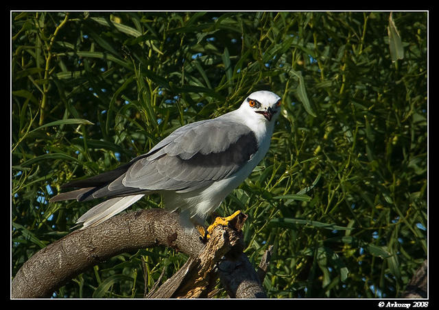 blackshouldered kite 1294b