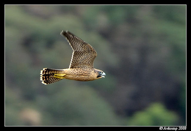 blue mountains peregrine 2699