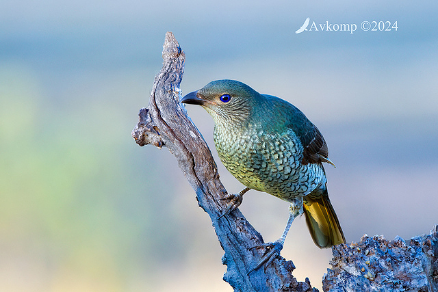 bower bird 11759