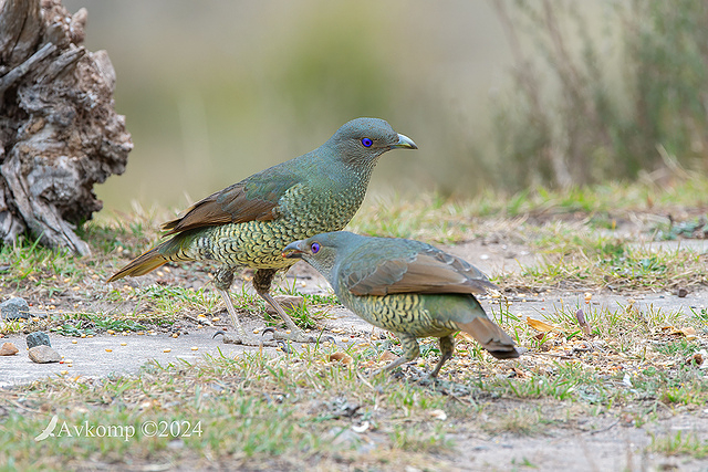 bower bird 11891