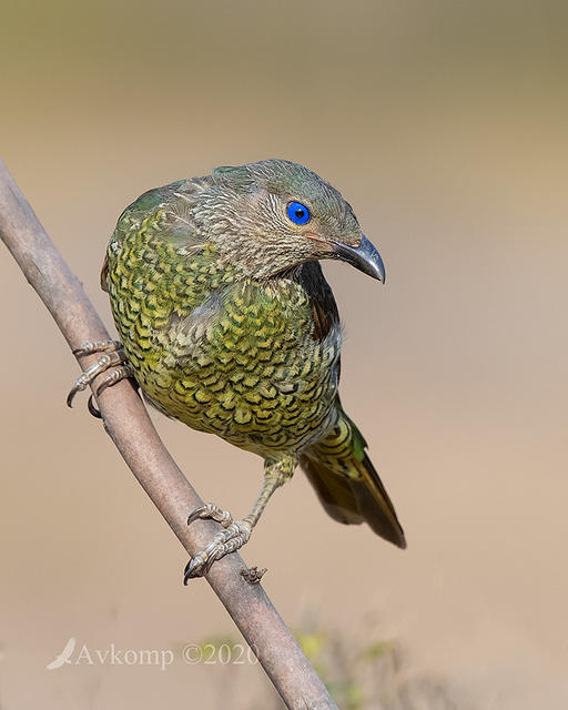 bower bird 2806