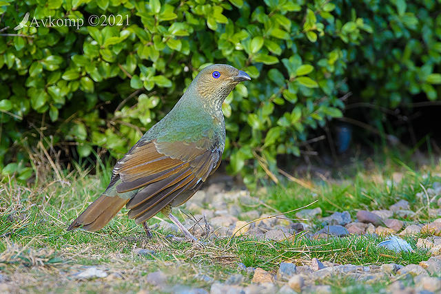 bower bird 5624