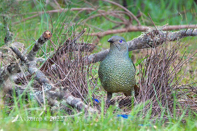 bower bird 8115