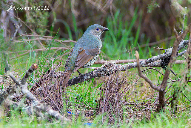 bower bird 8119