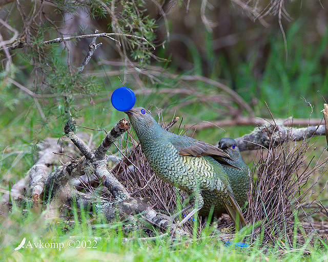 bower bird 8120