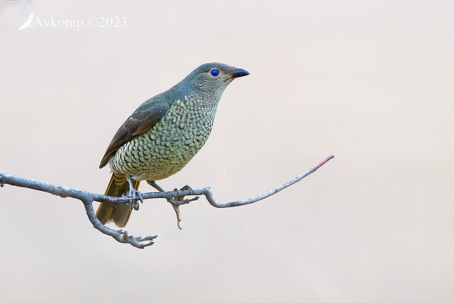 bower bird 9760