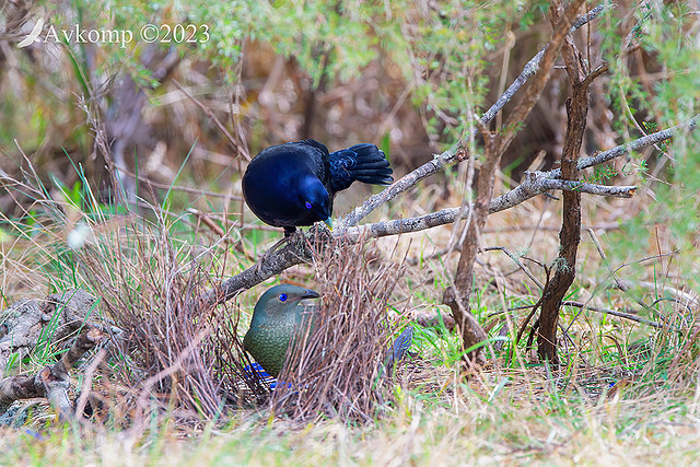 bowerbird 10587