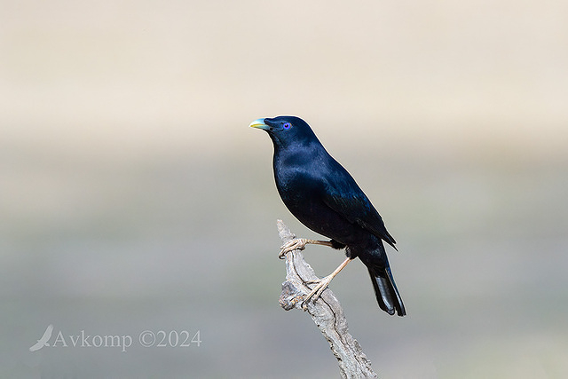 bowerbird 12107