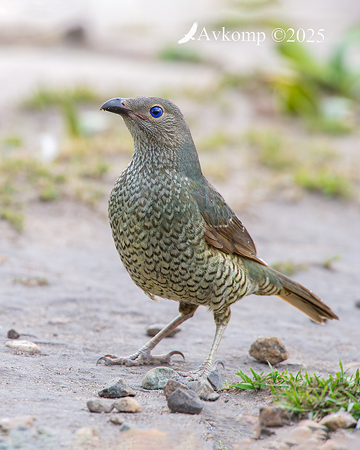 bowerbird 13687