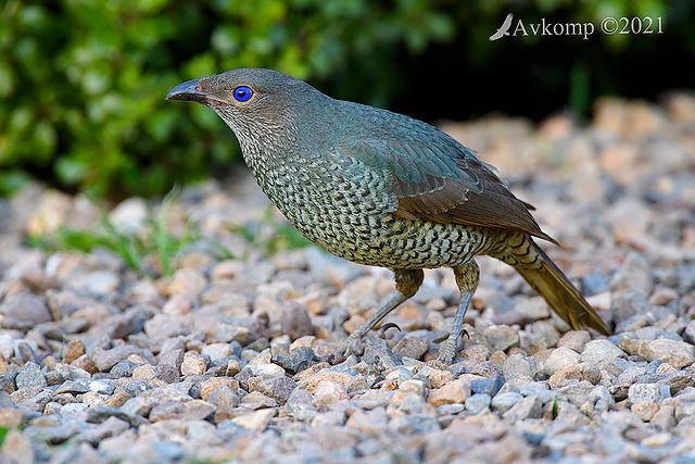 bowerbird 6037