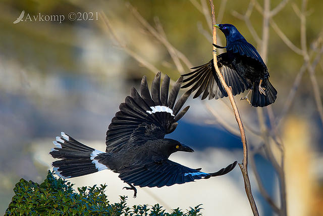 bowerbird and currawong5922