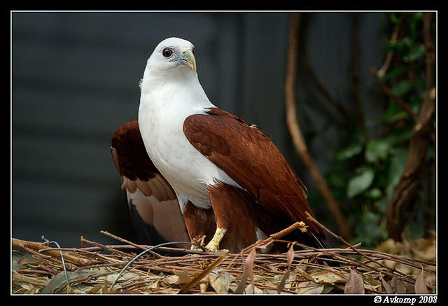 brahmany kite 2111