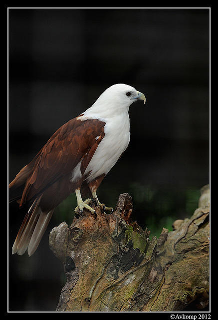 brahminy kite 1671