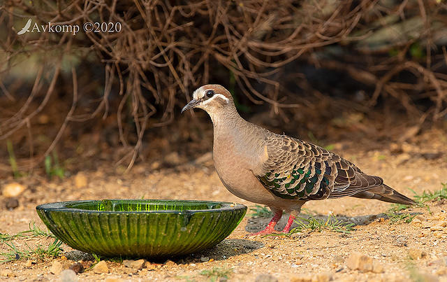 bronzewing 2855