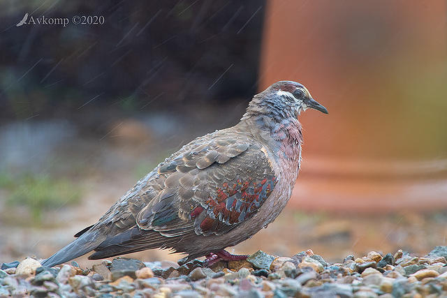 bronzewing 2938