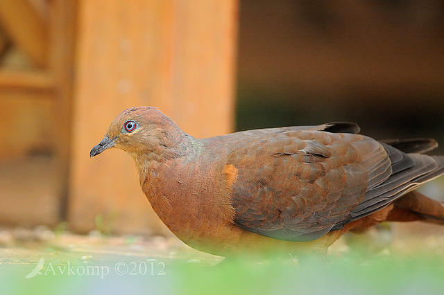 brown cuckoo dove 5238