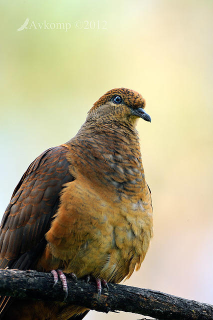 brown cuckoo dove 5248