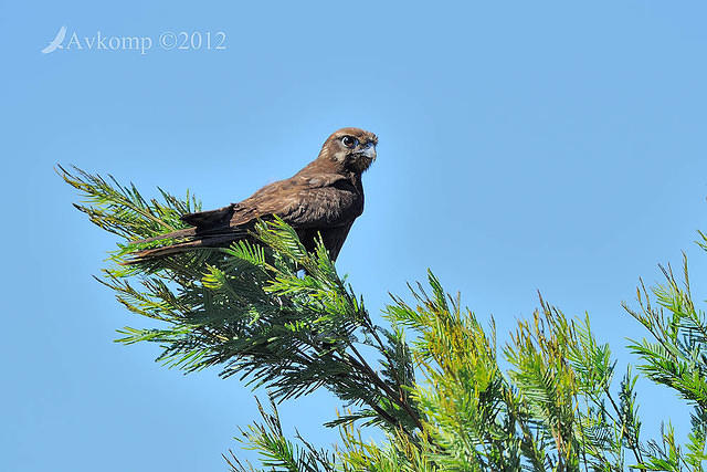 brown falcon 4577