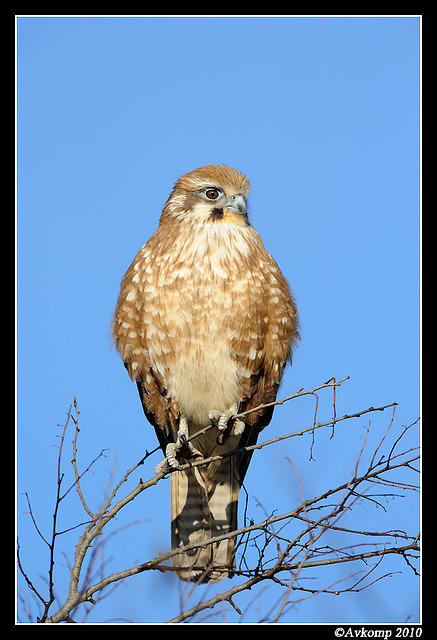 brown falcon 6039