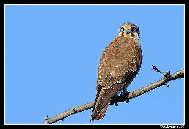 brown falcon 6048