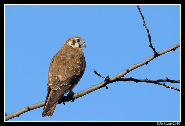 brown falcon 6049