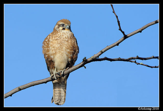 brown falcon 6052