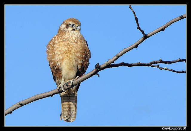 brown falcon 6054