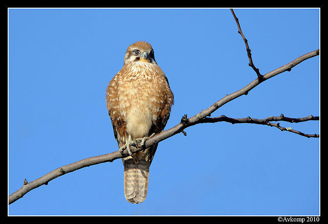 brown falcon 6056