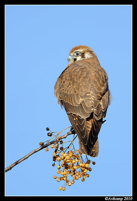 brown falcon 6064