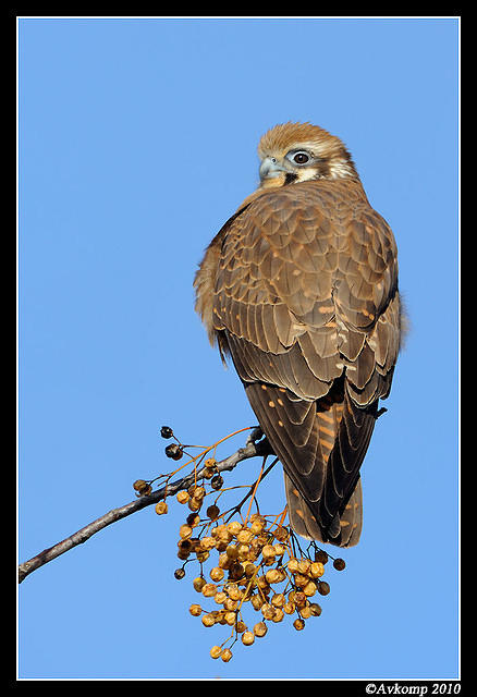 brown falcon 6068