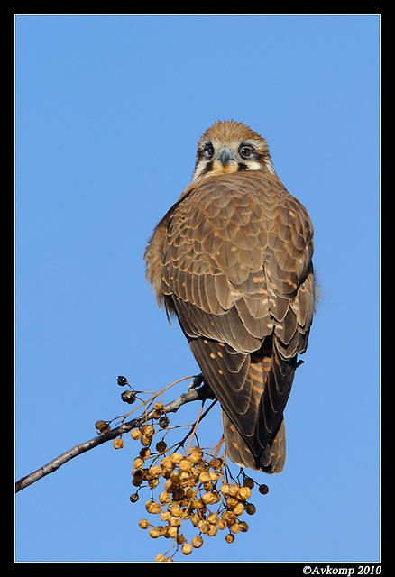 brown falcon 6072