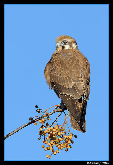 brown falcon 6077