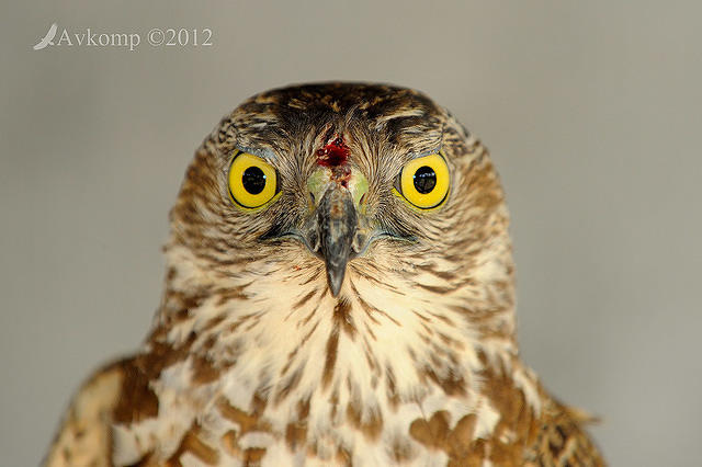 brown goshawk 5250