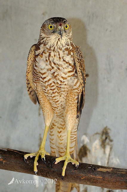 brown goshawk 5251